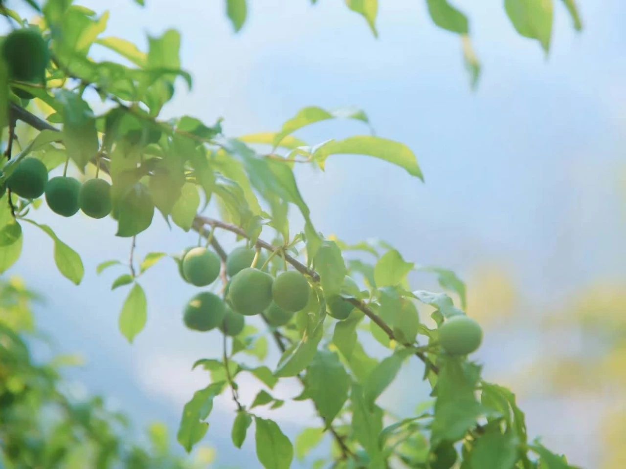 杭州·相見茶舍，若無相欠怎會相見