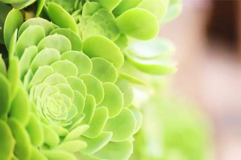 花田月舍·五月，最好的年紀(jì)找到內(nèi)心的歸屬感