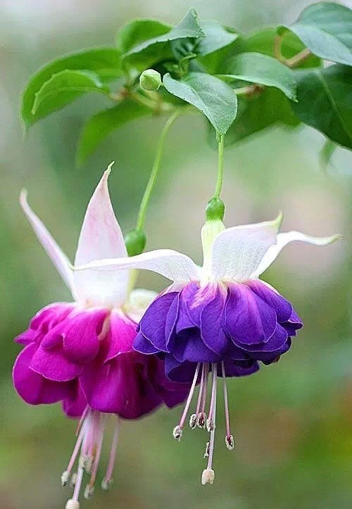 唯美風(fēng)景圖片：世界上最美倒掛金鐘花！