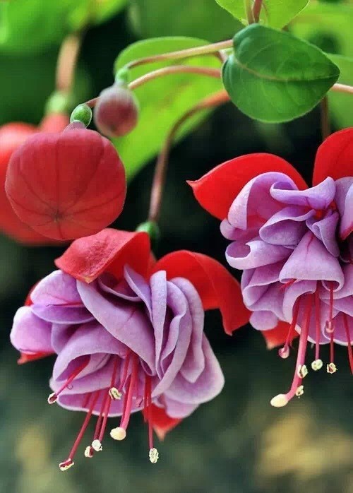 唯美風(fēng)景圖片：世界上最美倒掛金鐘花！