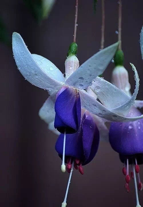 唯美風(fēng)景圖片：世界上最美倒掛金鐘花！