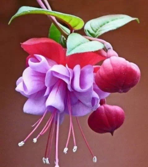 唯美風(fēng)景圖片：世界上最美倒掛金鐘花！