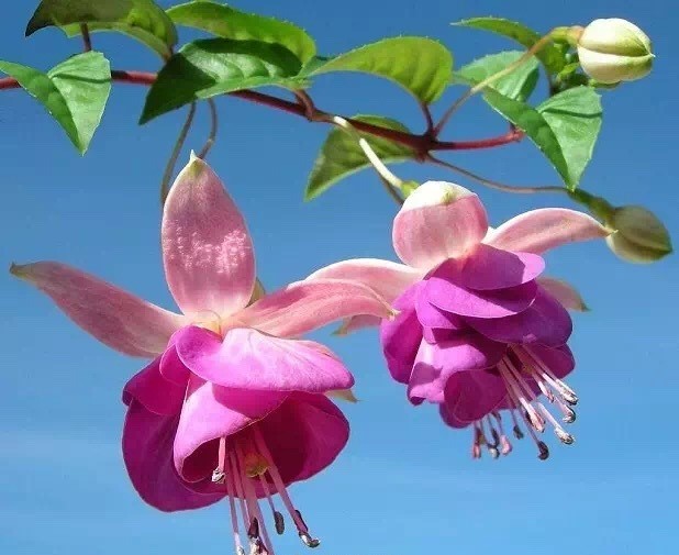 唯美風(fēng)景圖片：世界上最美倒掛金鐘花！