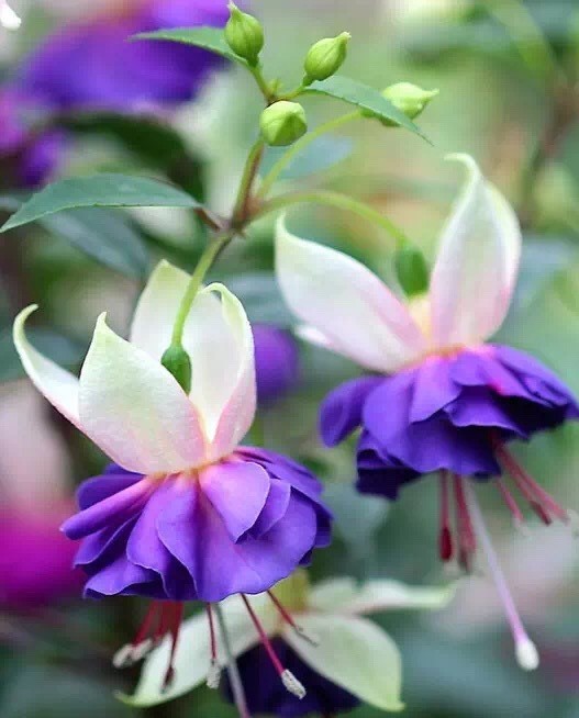 唯美風(fēng)景圖片：世界上最美倒掛金鐘花！