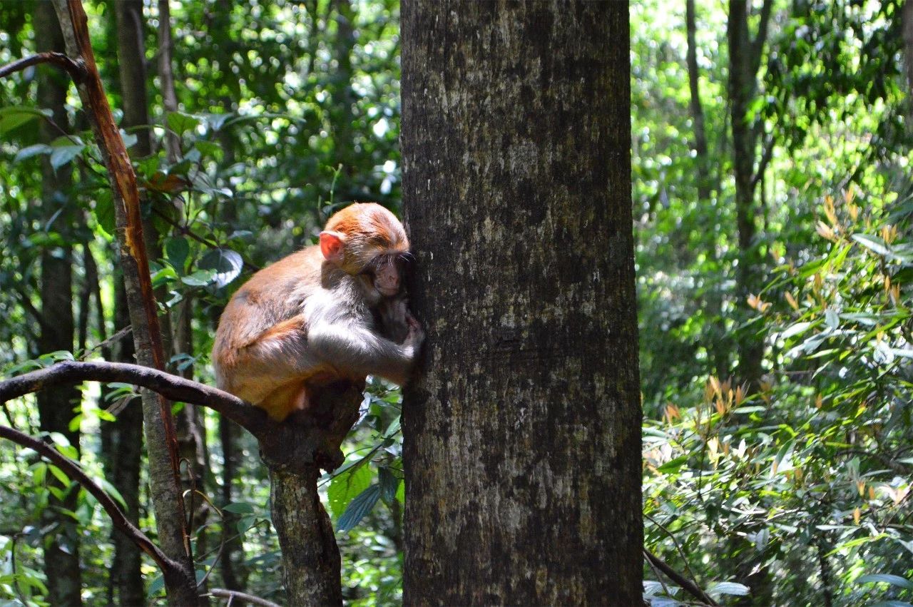 張家界·五號山谷，山谷在重生！
