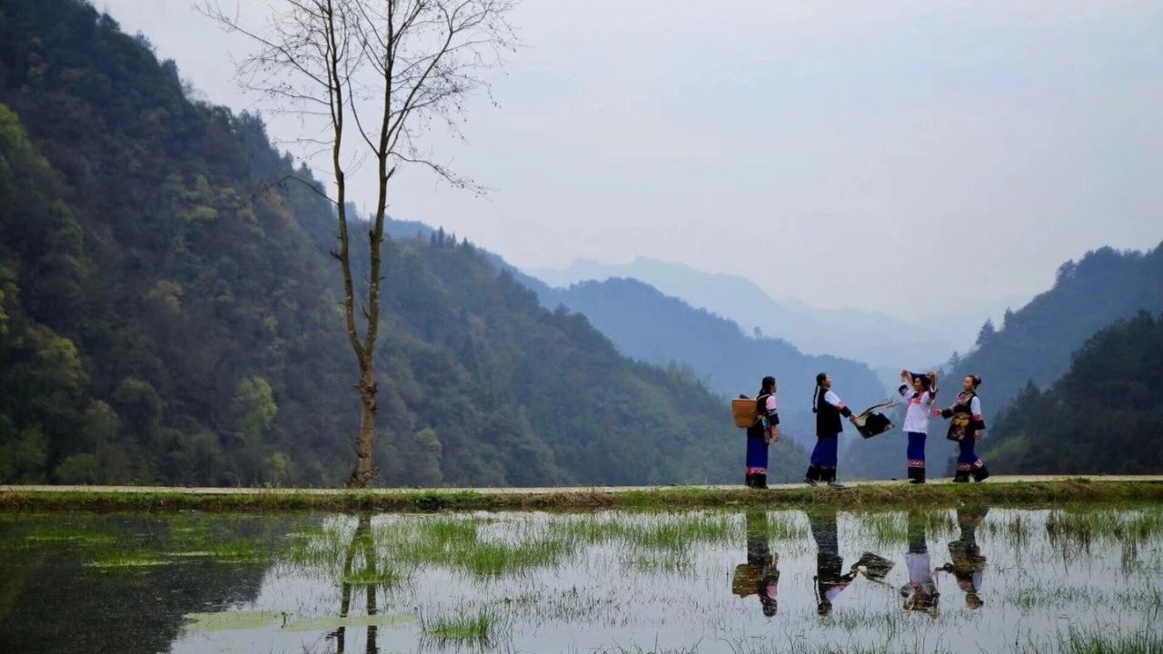 張家界·五號山谷，山谷在重生！