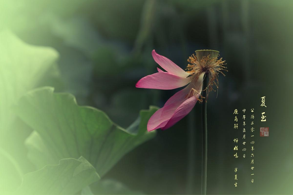 最美的夏至詩(shī)詞！給你清涼一夏好時(shí)光