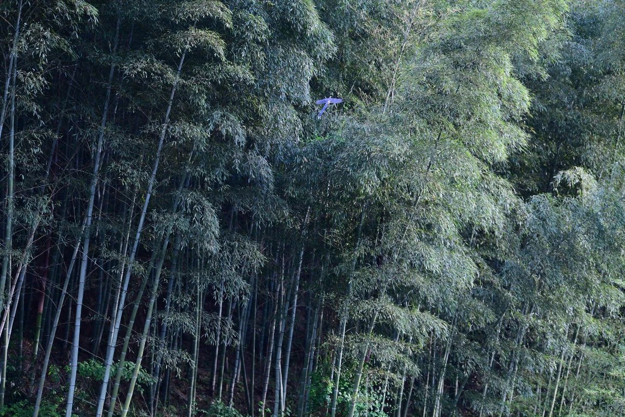 金華·村尚村宿，認(rèn)識(shí)自然尋回久違的童真