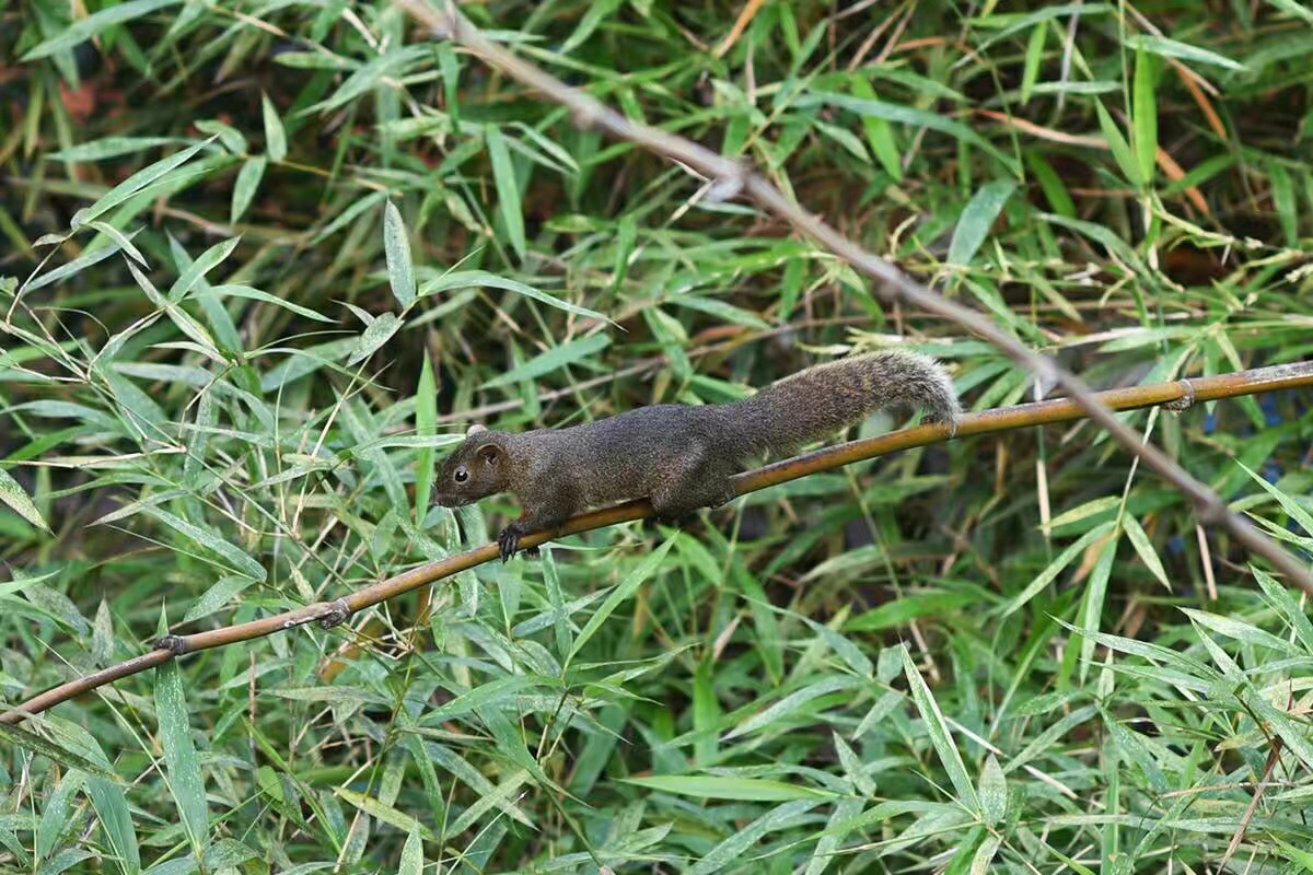 覺園1984，創(chuàng)造一個時空錯亂的夢境