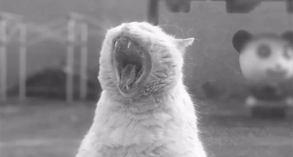 杭州·茶田秘境，有生之年盡情去折騰