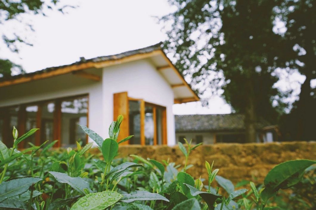 一所茶園里的民宿，過著鄉(xiāng)下悠閑愜意的日子