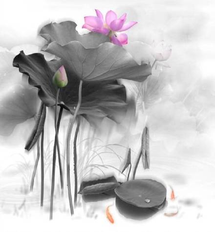 超美水墨荷花風(fēng)景攝影，美的不可思議