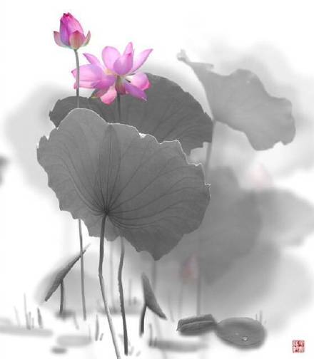 超美水墨荷花風(fēng)景攝影，美的不可思議