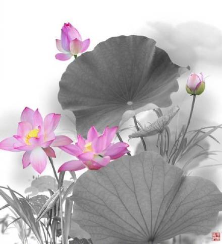 超美水墨荷花風(fēng)景攝影，美的不可思議