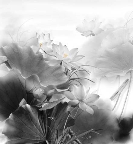 超美水墨荷花風(fēng)景攝影，美的不可思議