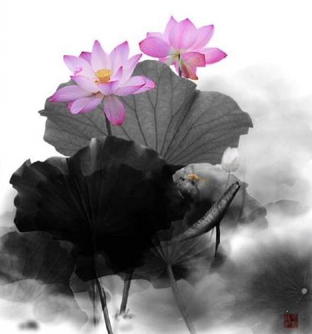 超美水墨荷花風(fēng)景攝影，美的不可思議