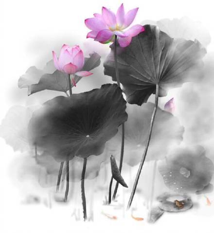 超美水墨荷花風(fēng)景攝影，美的不可思議