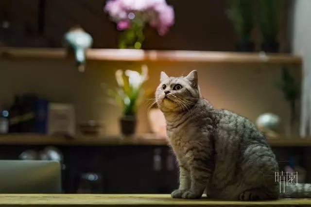 10家徽州最美民宿，領(lǐng)略徽州老宅的氣息