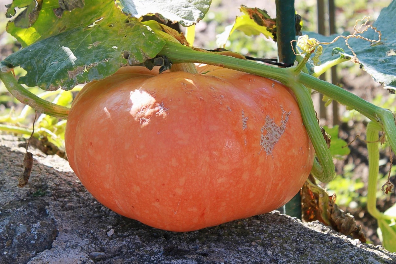 黃山·舊街墨野，浸染徽文化的地方