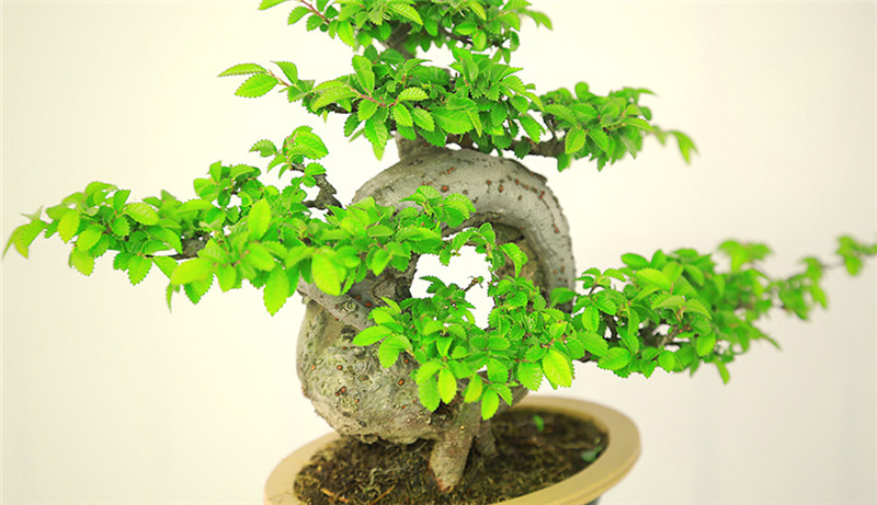 盆景作品云中旭日，榆樹小品盆景