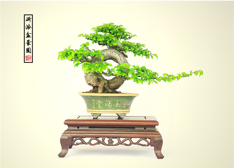 盆景作品云中旭日，榆樹小品盆景