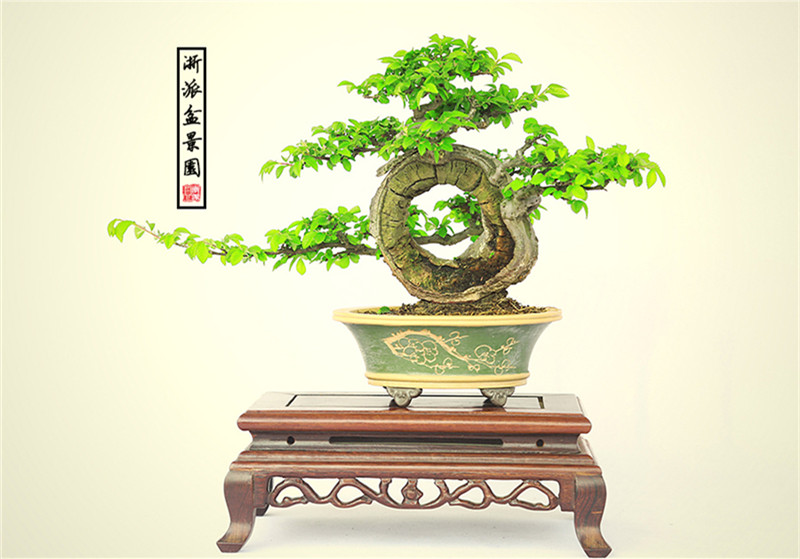 盆景作品云中旭日，榆樹小品盆景