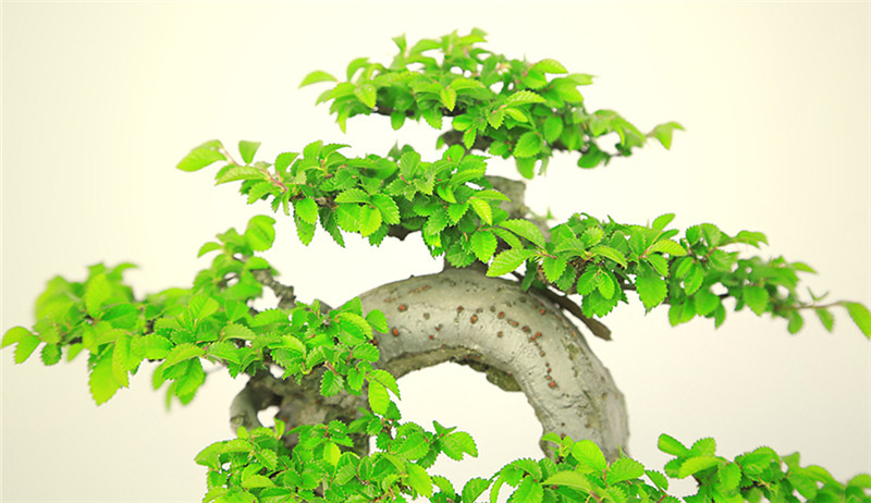 盆景作品云中旭日，榆樹小品盆景