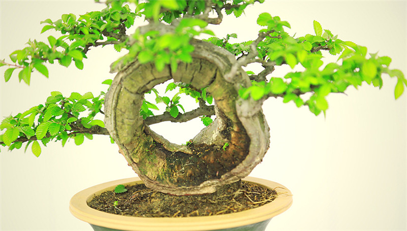 盆景作品云中旭日，榆樹小品盆景