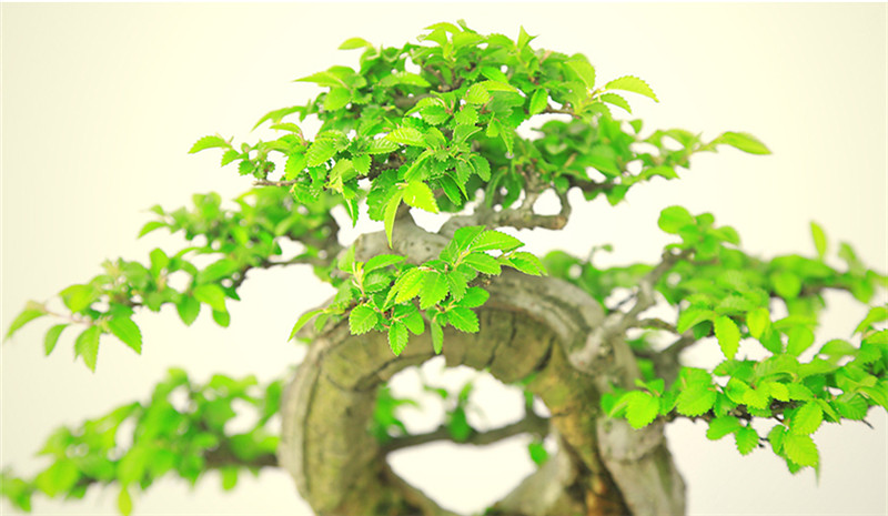 盆景作品云中旭日，榆樹小品盆景