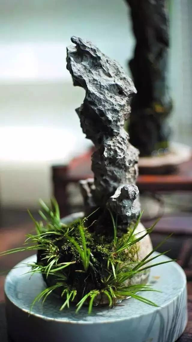 耐苦寒安淡泊古時(shí)“神草”菖蒲