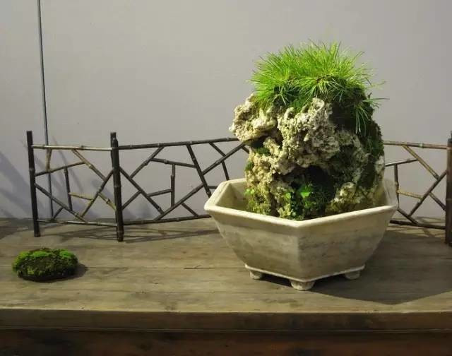 耐苦寒安淡泊古時(shí)“神草”菖蒲