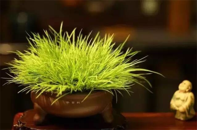 耐苦寒安淡泊古時(shí)“神草”菖蒲