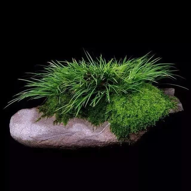 耐苦寒安淡泊古時(shí)“神草”菖蒲