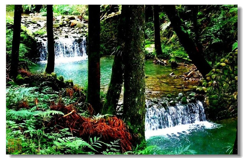 臺灣阿里山風(fēng)光攝影欣賞