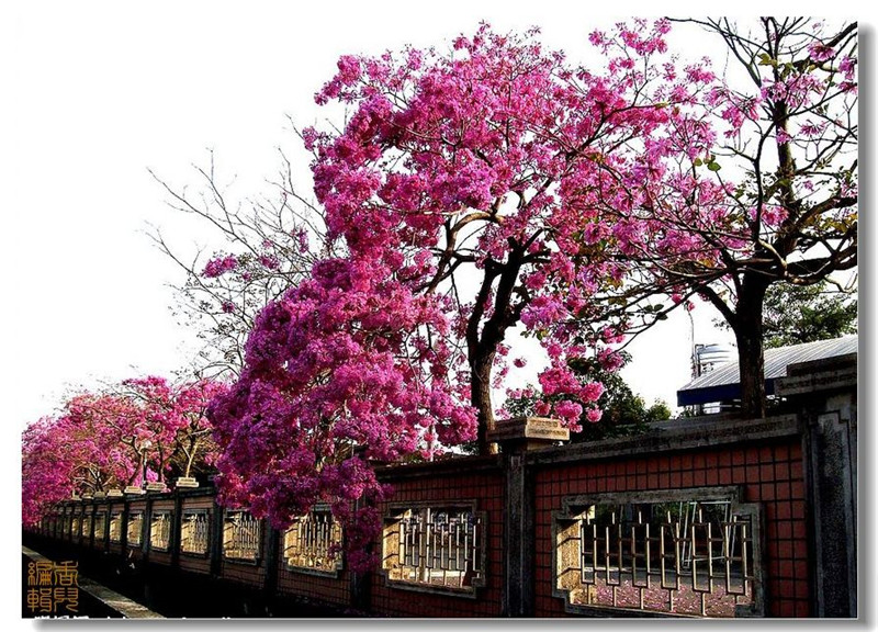 臺(tái)灣阿里山風(fēng)光攝影欣賞