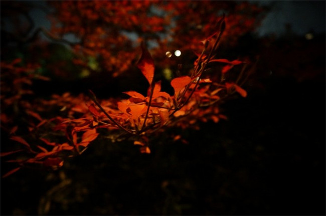 紅葉似火意似情，楓葉夜色攝影欣賞