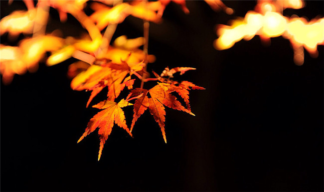 紅葉似火意似情，楓葉夜色攝影欣賞