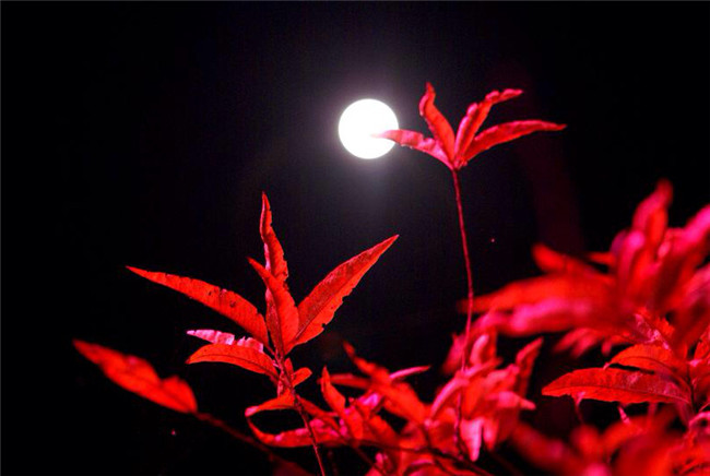 紅葉似火意似情，楓葉夜色攝影欣賞
