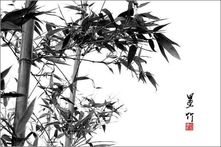 中國水墨風(fēng)格竹子攝影欣賞