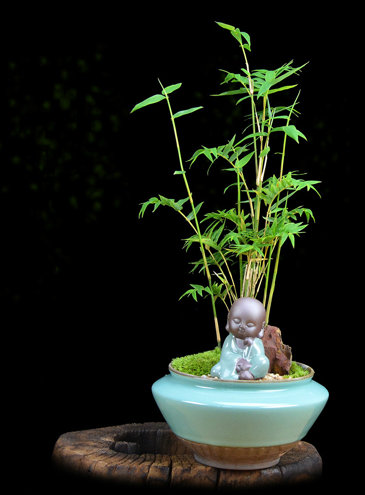 米竹雅致盆景，四季常青竹韻盆景圖片