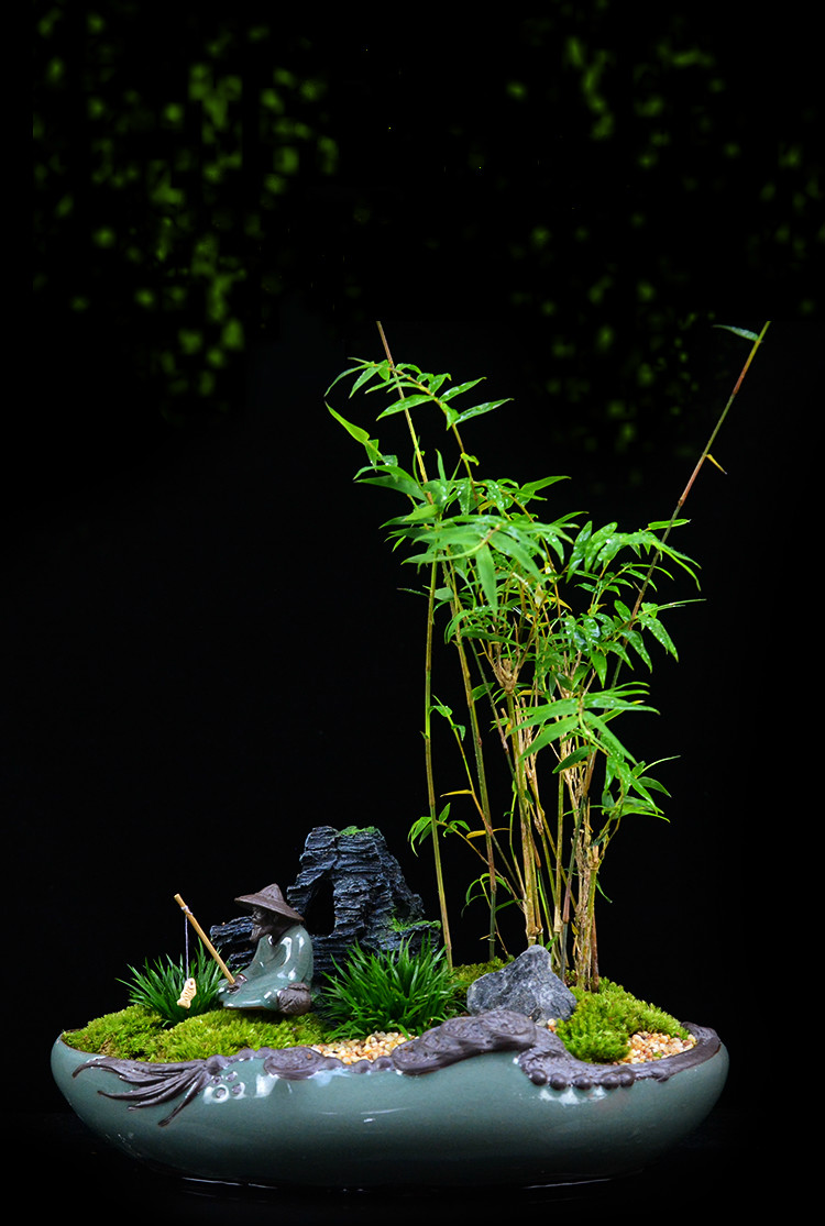 米竹雅致盆景，四季常青竹韻盆景圖片