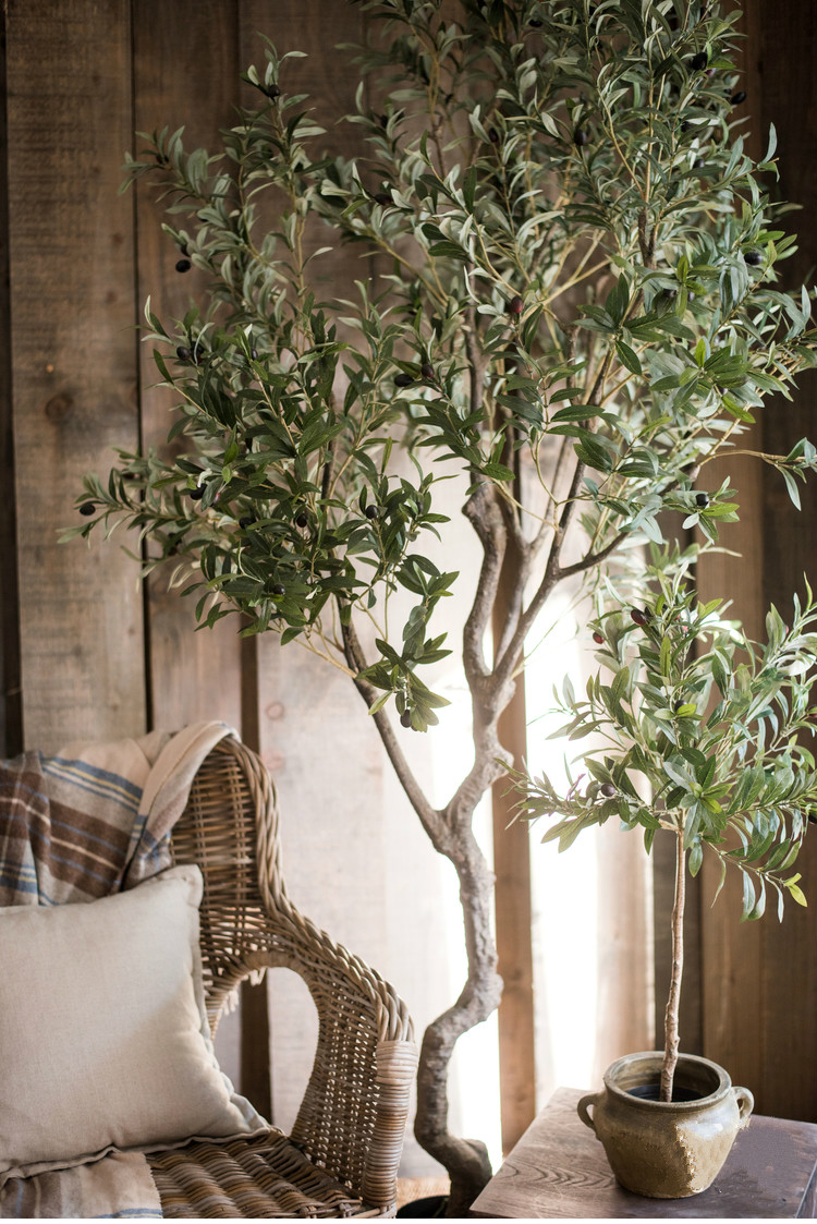 百搭橄欖樹盆景，高貴祥和橄欖盆景圖片