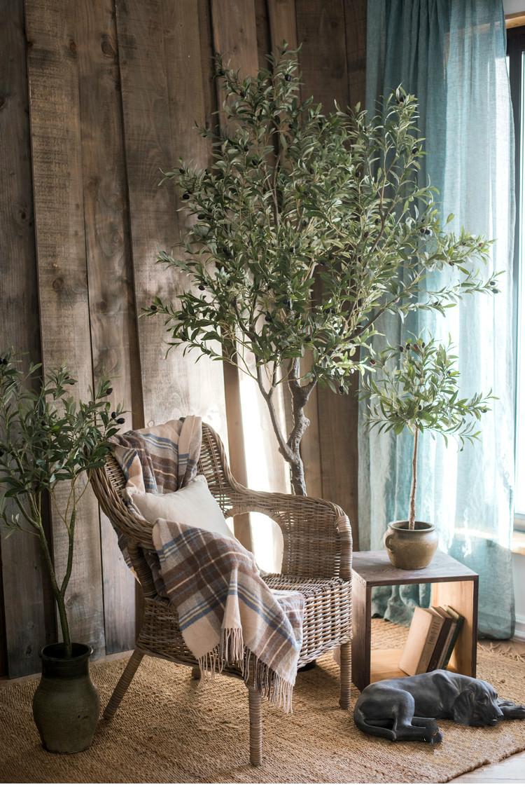 百搭橄欖樹盆景，高貴祥和橄欖盆景圖片