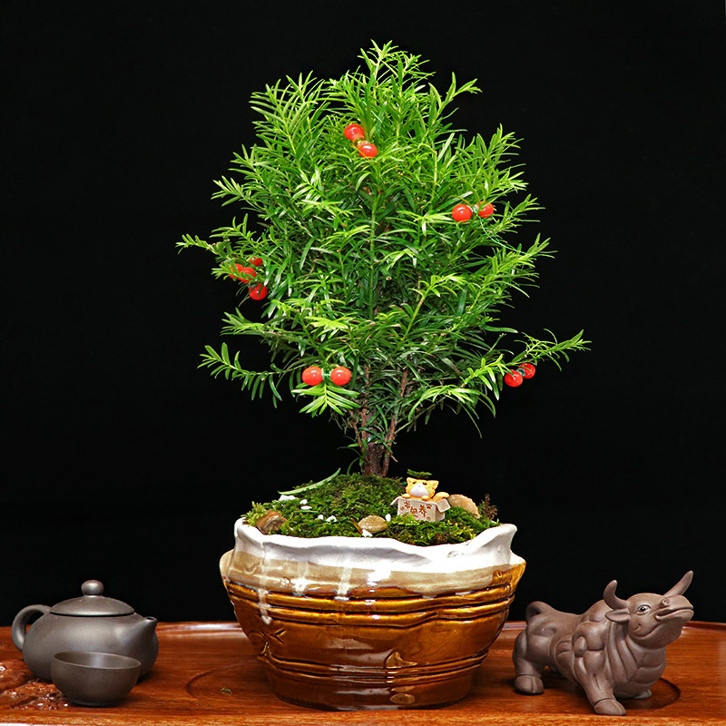 秀麗可愛紅豆杉盆景，四季如春紅豆杉盆景圖片