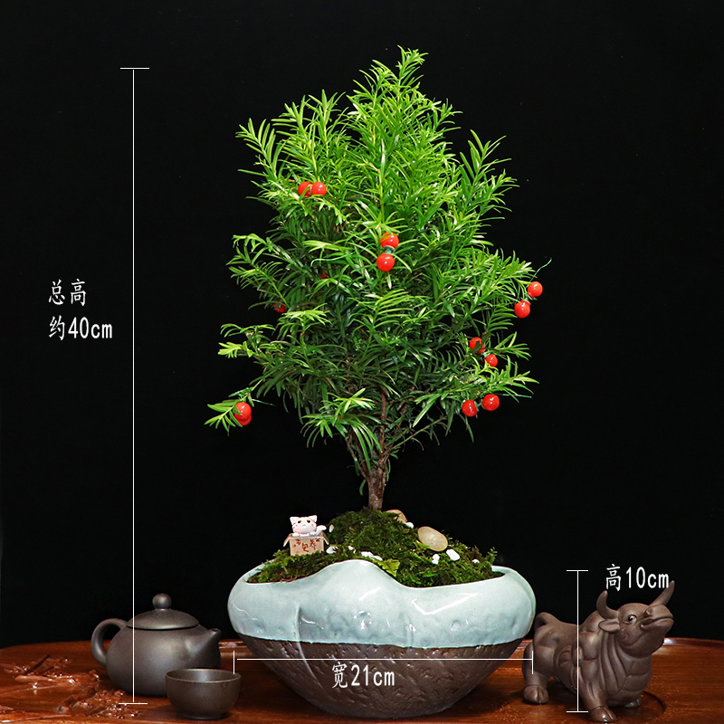 秀麗可愛紅豆杉盆景，四季如春紅豆杉盆景圖片