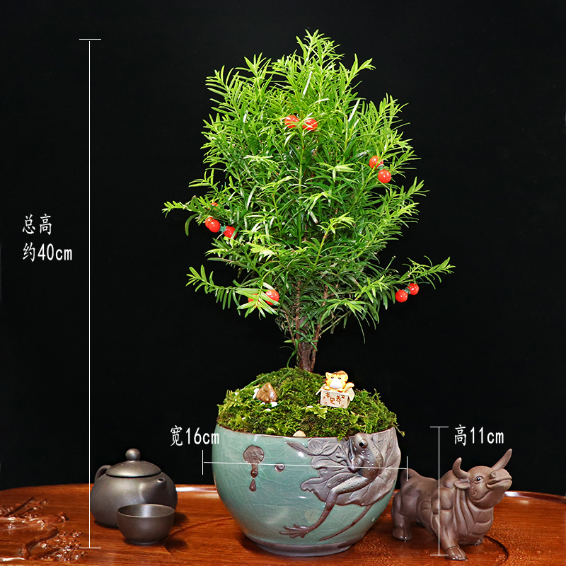 秀麗可愛紅豆杉盆景，四季如春紅豆杉盆景圖片