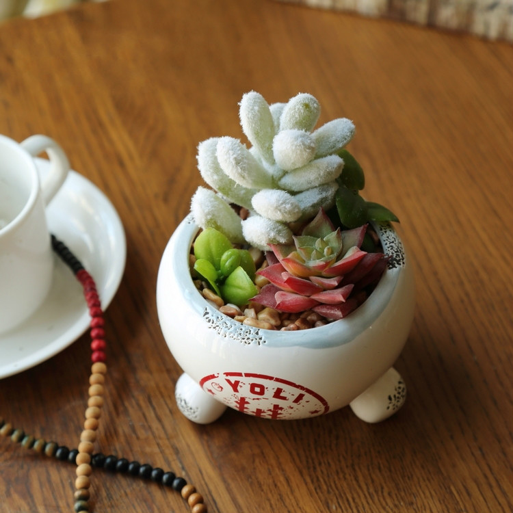 田園風(fēng)格盆景，綠意盎然盆景圖片