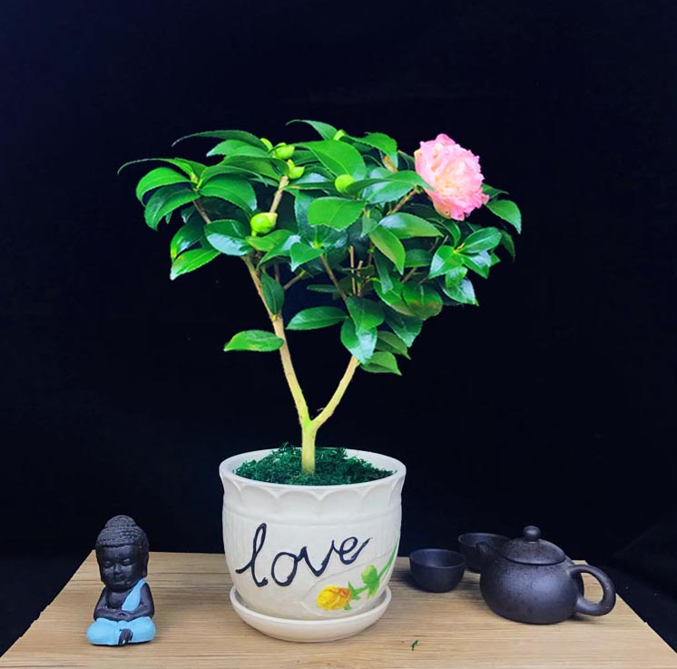 山茶花盆景，繽紛艷麗山茶花盆景圖片