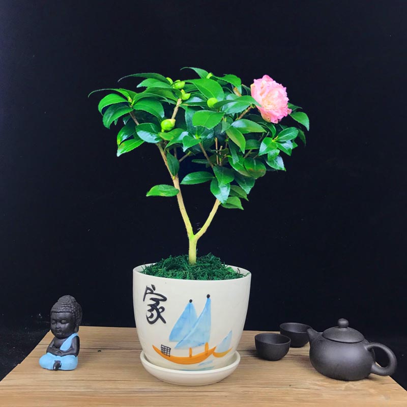 山茶花盆景，繽紛艷麗山茶花盆景圖片