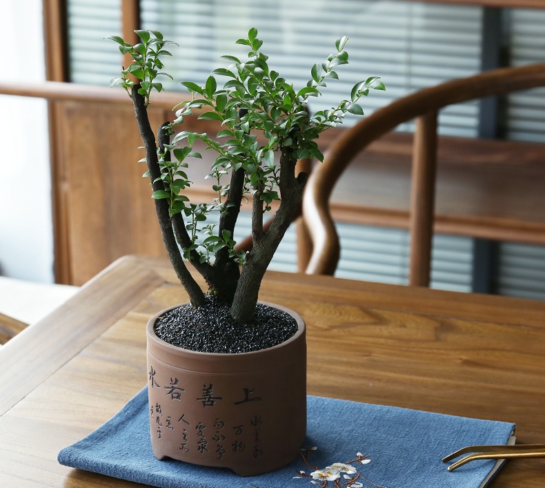 小葉紫檀盆景，黑骨茶樣式盆景圖片